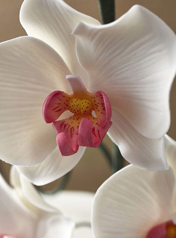 Cursos Wilton - Pasta de Goma